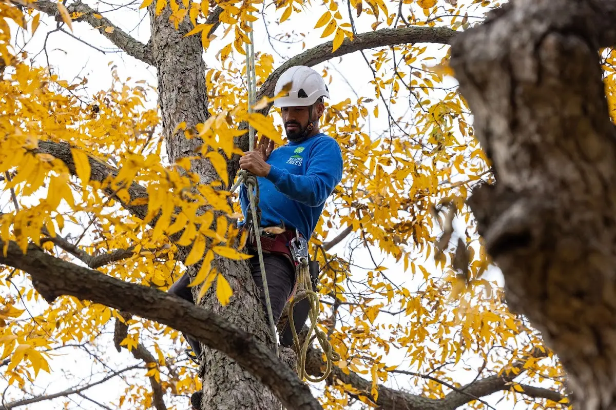 Skilled Emergency Tree Service crew working in Kinnear